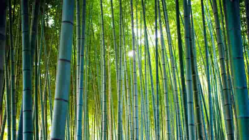 Bamboo is increasingly replacing plastic in China